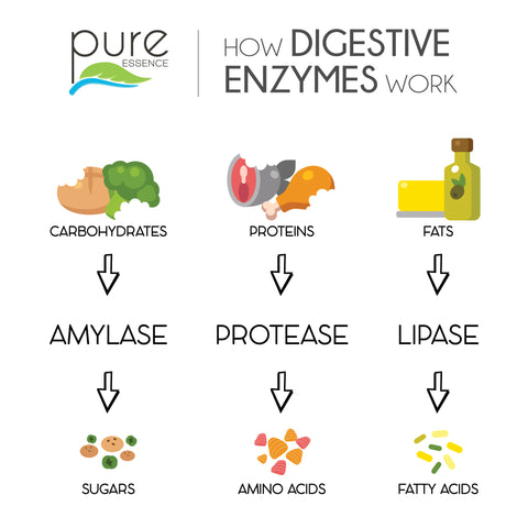 How digestive enzymes work