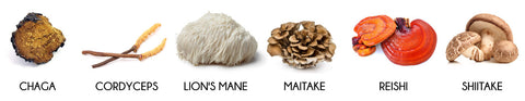 Medicinal Mushroom Types