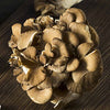 Maitake Mushroom