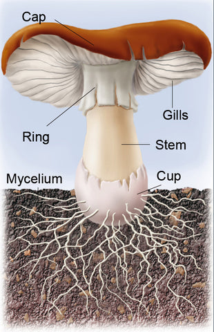 labelled illustration of matured mushroom showing where to find the mushroom's Cap, Gills, Ring, Stem, Cup, and Mycelium.