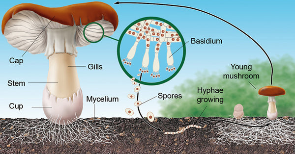 Labelled illustration of Mushroom lifecycle, showing growth stages of Spore to Mycelium to Egg to baby mushroom to adult mushroom.
