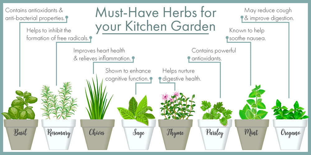 8 must-have herbs for your kitchen garden, and their benefits