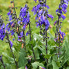 Red Sage plant