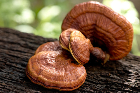 Reishi Mushrooms