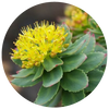 Rhodiola