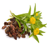 Rhodiola helps reduce anxiety and fatigue