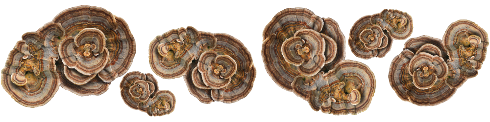 Turkey Tail mushrooms