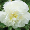 White Peony flower