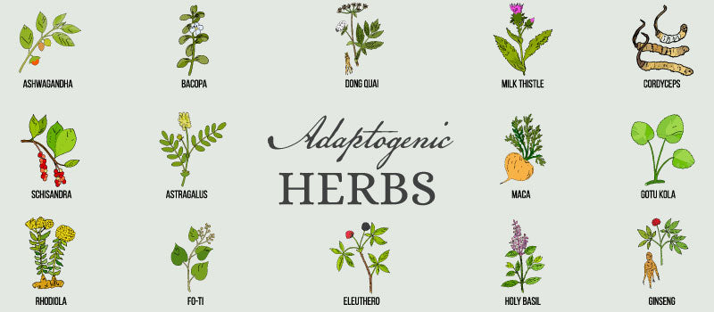 infographic showing adaptogenic herbs