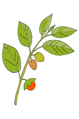 illustration of Ashwagandha herb