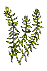 illustration of Chinese club moss herb