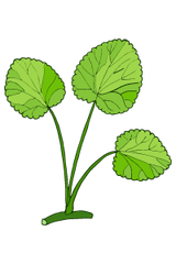 illustration of gotu kola herb