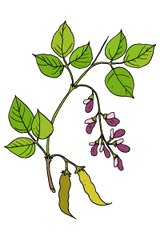 illustration of mucuna pruriens aka velvet bean herb