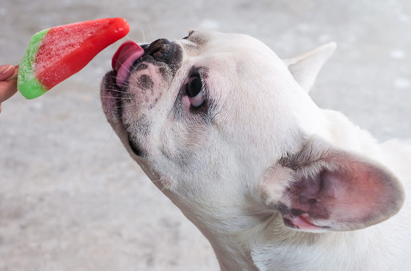 French Bulldog licking dog-friendly popsicle