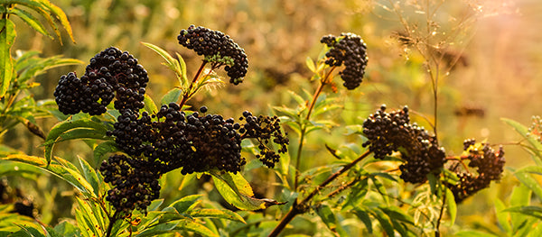 unpicked elderberries in the sunset