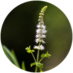 Black Cohosh