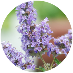 Chaste Tree Berry (Vitex) flower