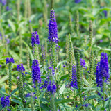 Lavender plant growing