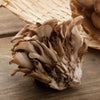 maitake mushroom