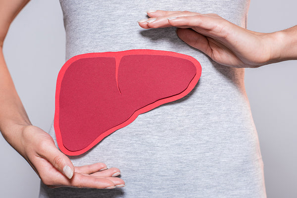 woman holds a paper example of the liver in front of her body showing where the liver is