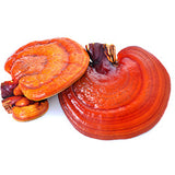 Reishi mushroom eases anxiety and promotes restful sleep