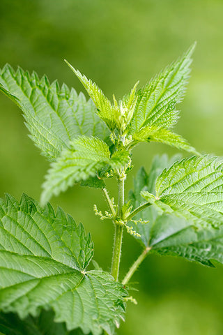 Stinging Nettle