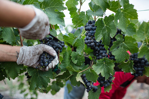 Grape harvest