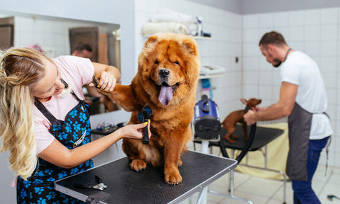 Older pet grooming