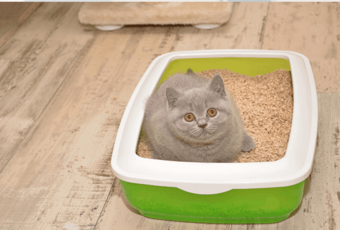 Litter Box