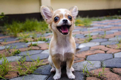 A photo of a Chihuahua sitting: "A small tan Chihuahua sits on floor, looking up at the camera with big brown eyes."
