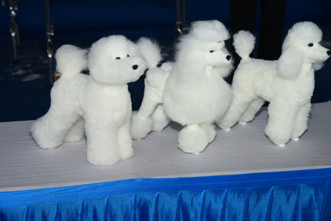 Model Dogs competition