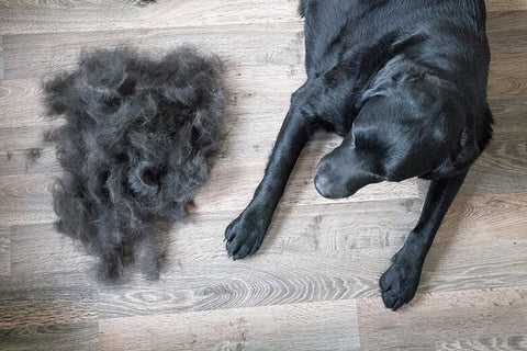 dog shedding his hair