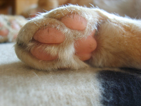A photo of a dog paw: "A close-up photo of a dog's paw as it sweat from it's paws more.""