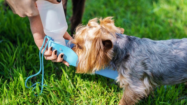 Summer pet hacks, Summer tips for 2024 for pets, Cooling down in summer
