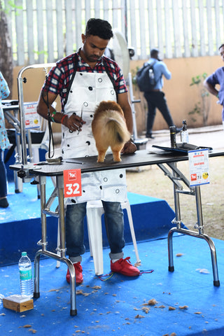 Dog grooming competition tables