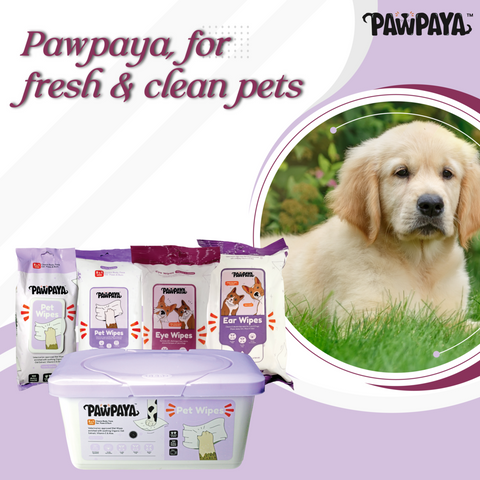 ABK's Pet care with Pawpaya Pet Wipes: ABKGrooming.com 