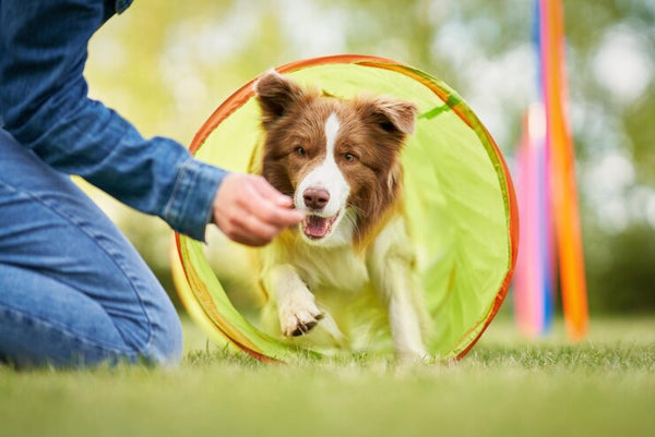 Dog catching a frisbee in a backyard. Keep your dog active with short playtime indoors or outdoors during cooler hours