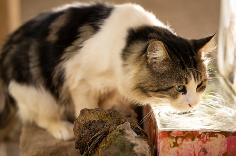 How to Keep Cats Cool in Summer