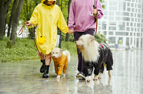 Pet Care in Monsoon: 12 Tips: abkgrooming.com