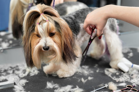 groom a Cocker Spaniel requires high-quality tools with abk grooming