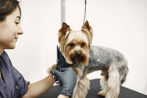 wiry haired dog