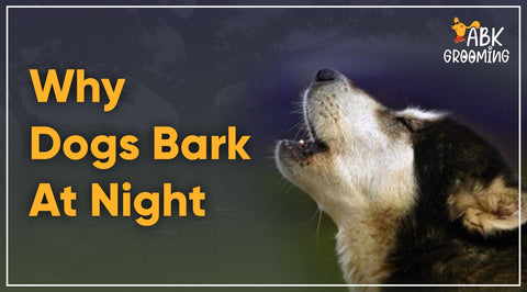 Why do dogs bark at night