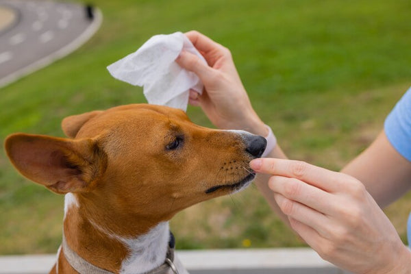 Pet wipes, affordable pet wipes, Pet wipes all purpose, Pet wipes for summer