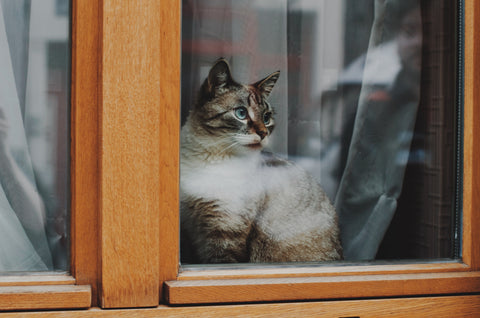 How to Keep Cats Cool in Summer