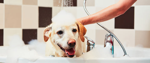 Dog shampoo, Best dog shampoo in India, Natural dog shampoo for adult dogs, 100% natural dog shampoo,