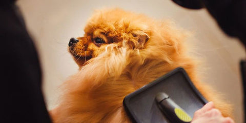 Brushing pomeranian