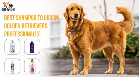 best shampoo for golden retrievers