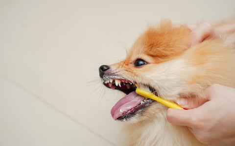 Brushing teeth of pom