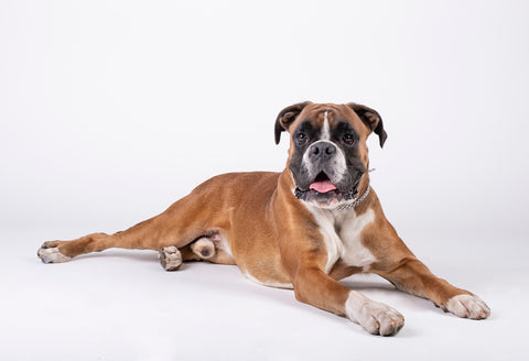 20 Best Dogs Breeds in India for Home 2022