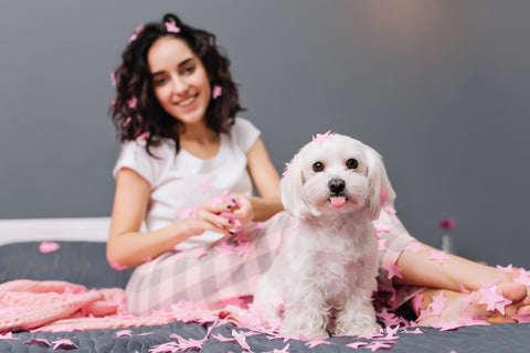 Trends in pet grooming 2023: abkgrooming.com, No.1 pet grooming supplies